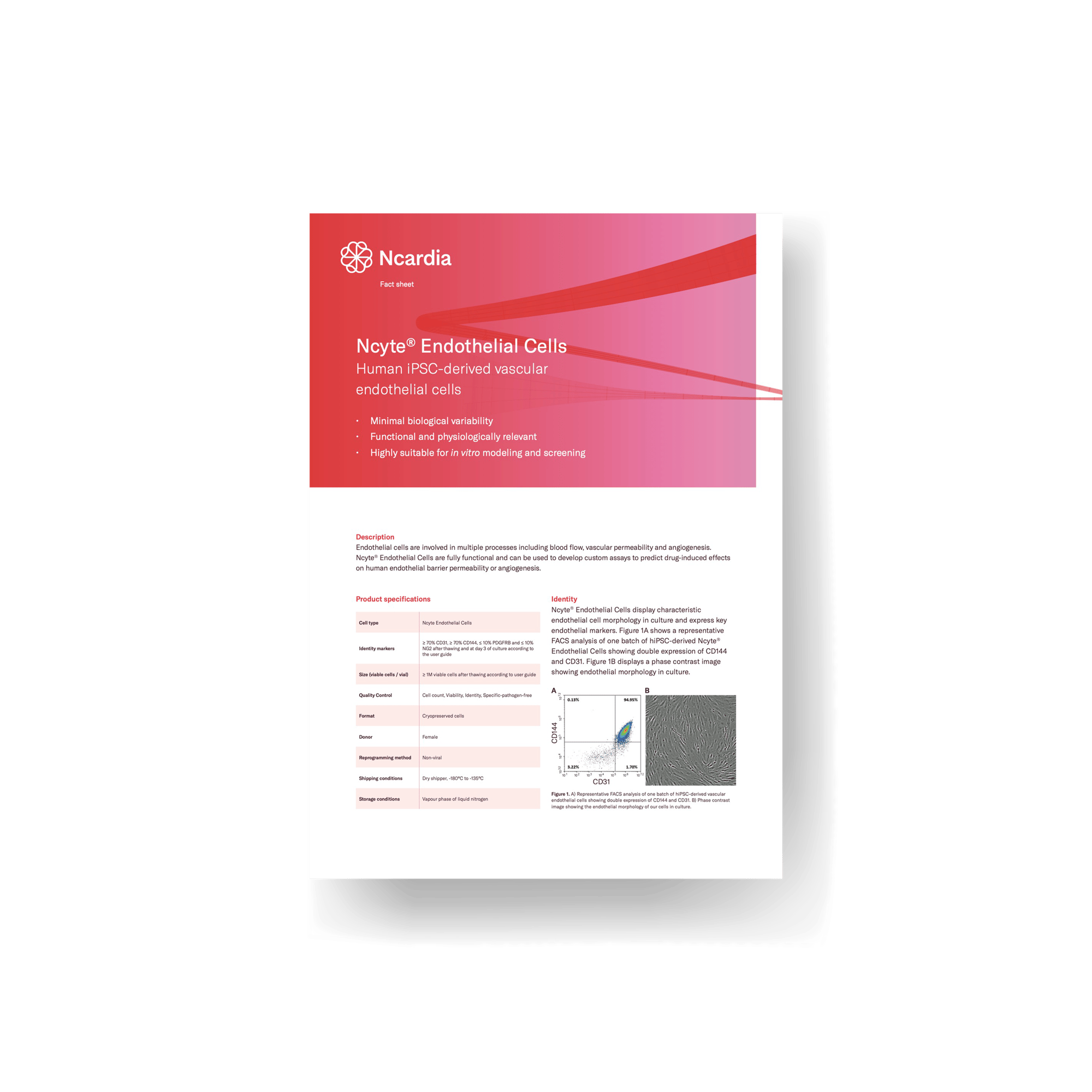 Fact Sheet- Ncyte® Endothelial Cells