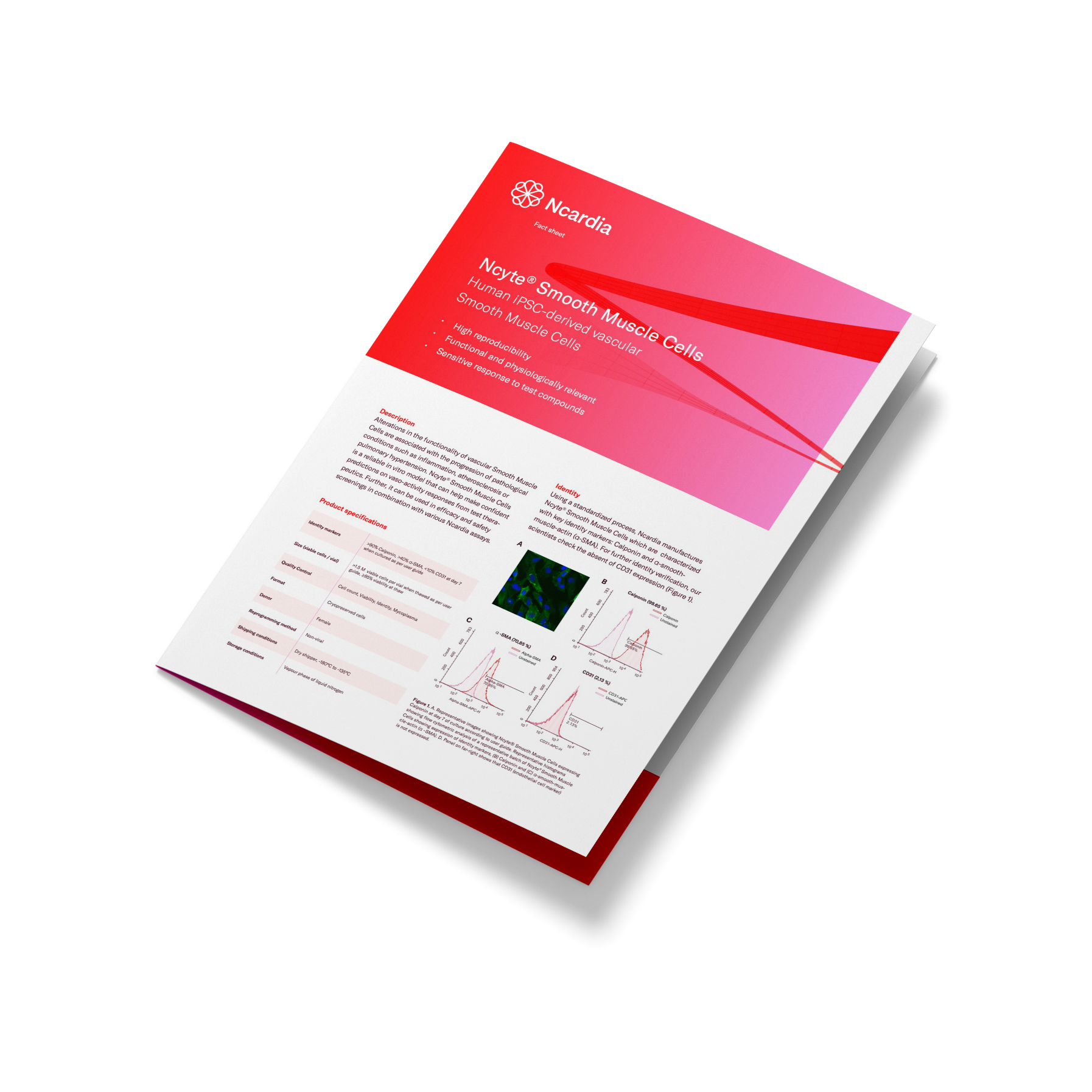 Fact Sheet- Ncyte® Smooth Muscle Cells