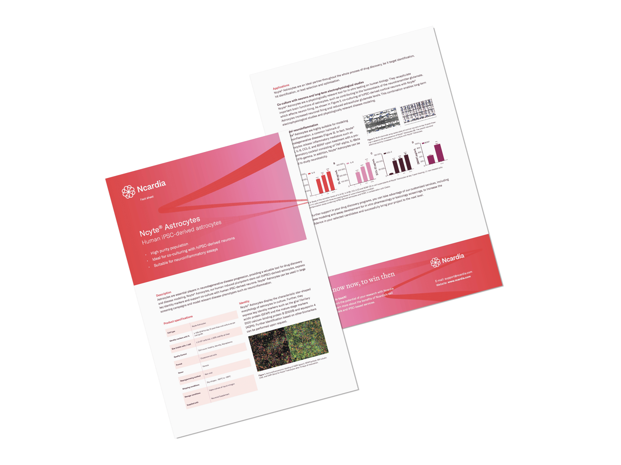 Fact Sheet- Ncyte® Astrocytes