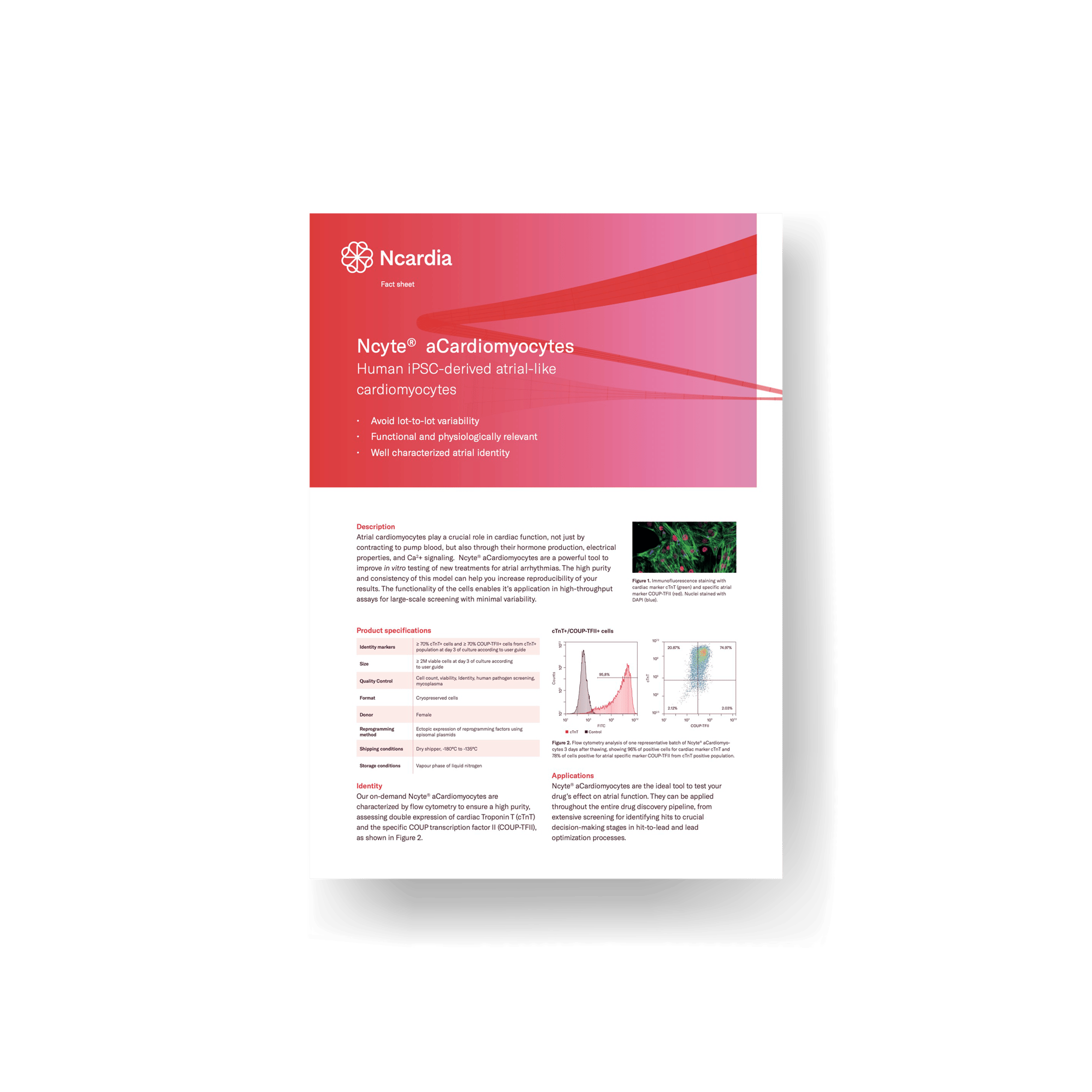 Fact Sheet- Ncyte® aCardiomyocytes