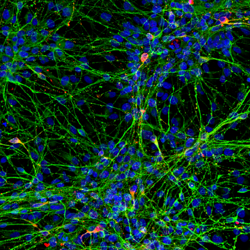 Ncyte CNS Neuron Kit II