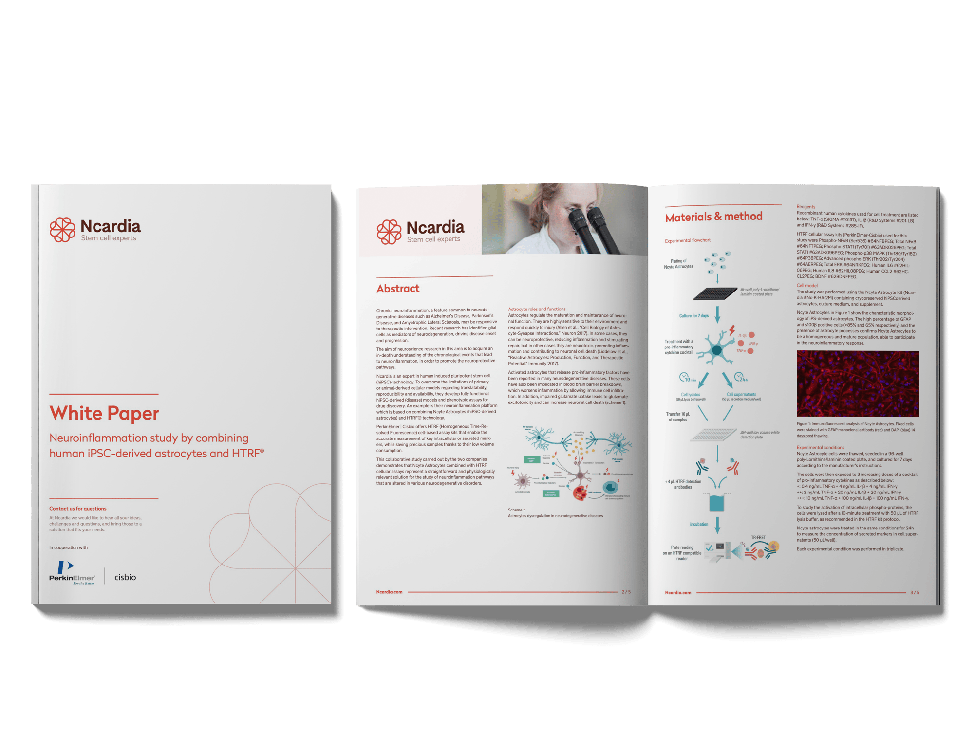 Whitepaper- Neuroinflammation study by combining human iPSC-derived astrocytes and HTRF